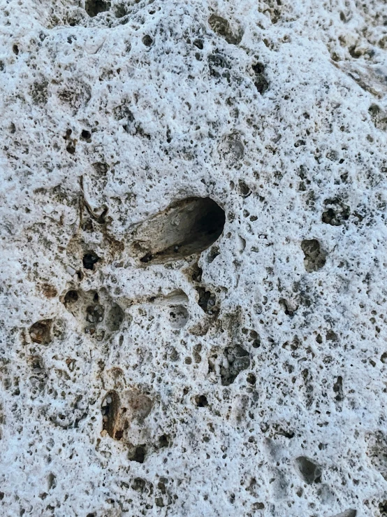 a bird that is standing in the snow, an album cover, inspired by Vija Celmins, unsplash, concrete art, ((rocks)), holes, detailed. insect like, highly detailed # no filter