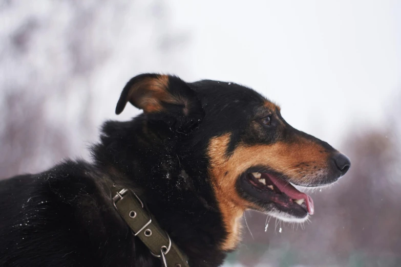 a black and brown dog standing in the snow, a portrait, pexels contest winner, hurufiyya, profile image, smiling, neo norilsk, thoughtful )