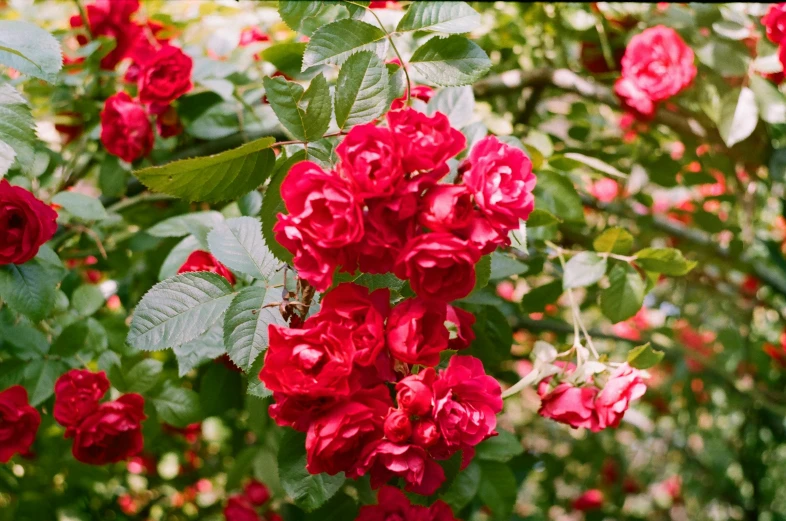 a bush of red flowers with green leaves, by Annabel Kidston, unsplash, rosa bonheurn, kodak portra 400, rose, heavily ornamental