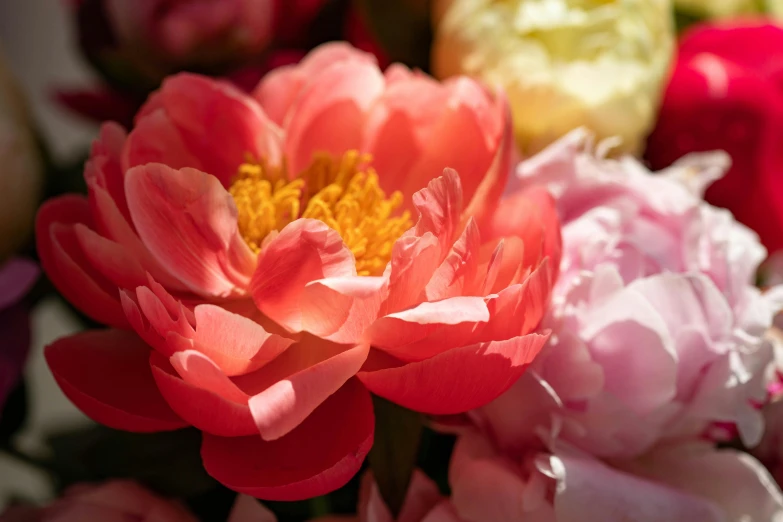 a close up of a bunch of flowers, peonies, light red and orange mood, youthful colours, zoomed in