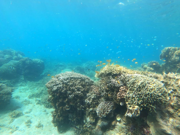 a group of fish that are swimming in the water, coral, lush surroundings, near the beach, coral sea bottom