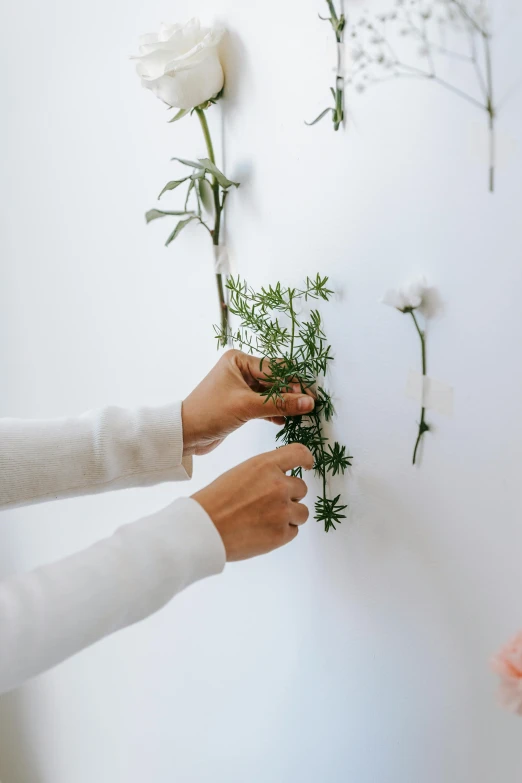 a close up of a person placing flowers on a wall, styling, evergreen branches, white backdrop, on display