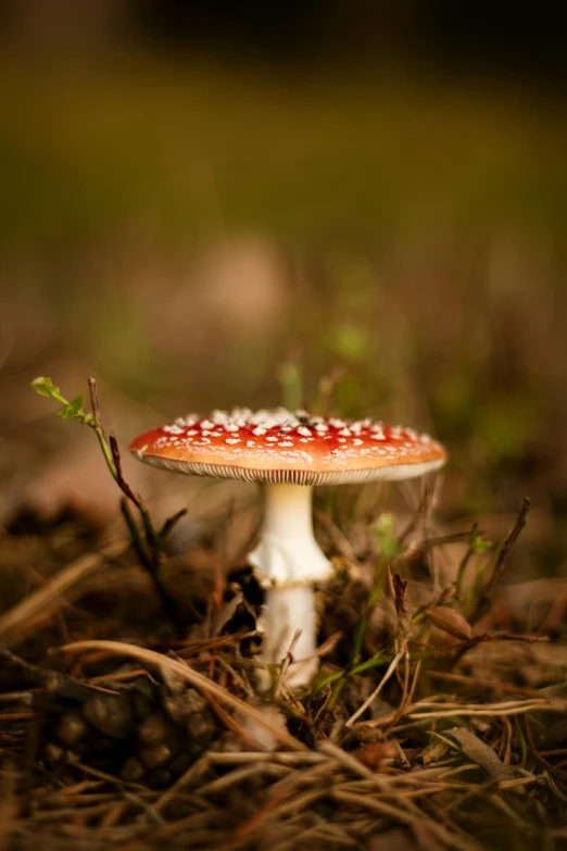 a close up of a mushroom on the ground, a macro photograph, by Daniel Seghers, unsplash, red velvet, multiple stories, fairy circles, paul barson