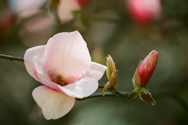 a close up of a flower on a tree, inspired by Frederick Goodall, unsplash, renaissance, magnolia stems, pink white and green, alessio albi, cottagecore flower garden