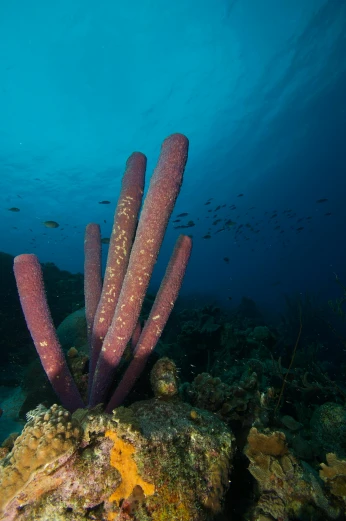 a group of sea sponges sitting on top of a rock, lush surroundings, long arm, under the ocean, maroon