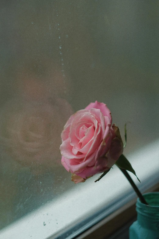 a pink rose sitting in a blue vase on a window sill, a picture, unsplash, photographed on damaged film, ((portrait)), dew, alex kanevsky