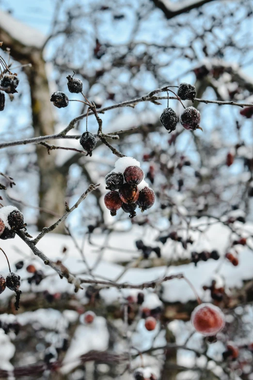 a bunch of berries that are on a tree, a photo, inspired by Edward Willis Redfield, trending on unsplash, visual art, snowy landscape, black, garden with fruits on trees, corners