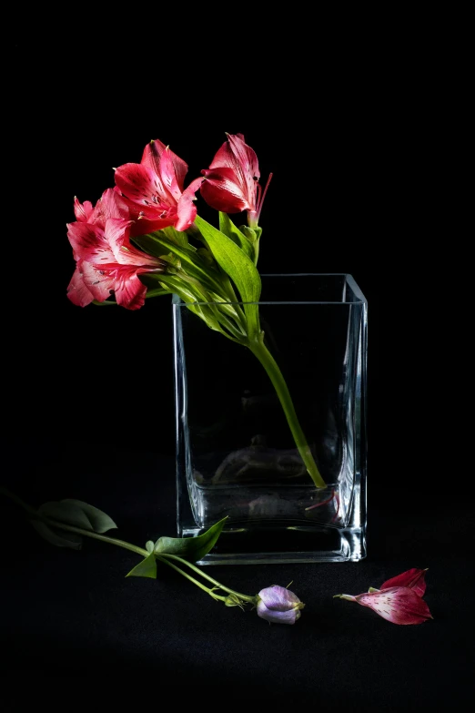 a close up of a vase with flowers in it, a still life, inspired by Robert Mapplethorpe, shutterstock contest winner, dramatic lighting !n-9, with clear glass, rubrum lillies, angled view