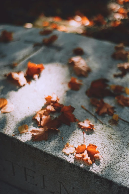 a close up of a grave with leaves on it, an album cover, inspired by Elsa Bleda, trending on pexels, sidewalk, paul barson, fallen columns, light scatter