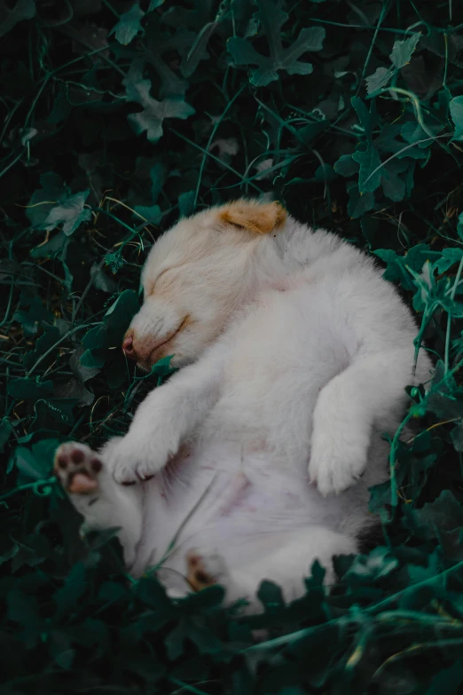 a white dog laying on its back in the grass, by Elsa Bleda, pexels contest winner, puppies, lush greens, sweet dreams, medium poly