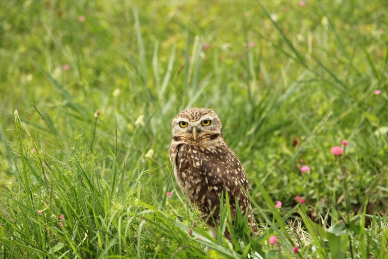 a small owl standing on top of a lush green field, pexels, birds are all over the ground, unhappy, an olive skinned, modern