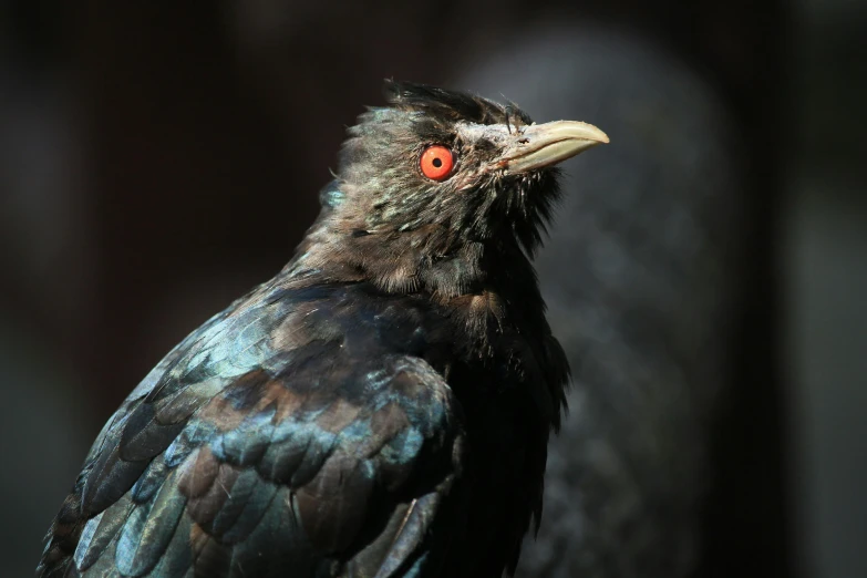 a close up of a bird with a red eye, hatched pointed ears, shot with premium dslr camera, multiple stories, taken in zoo