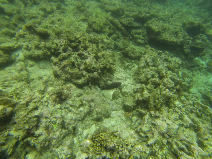 a fish that is swimming in the water, coral-like pebbles, gopro shot of the hell, camouflaged gear, 千 葉 雄 大