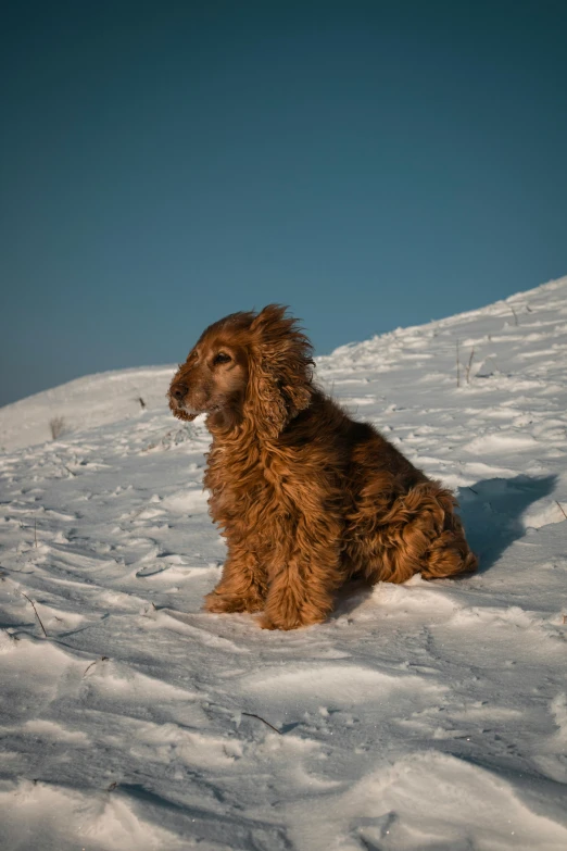 a dog that is sitting in the snow, pexels contest winner, renaissance, brown curly hair, on a hill, high resolution photo, multiple stories