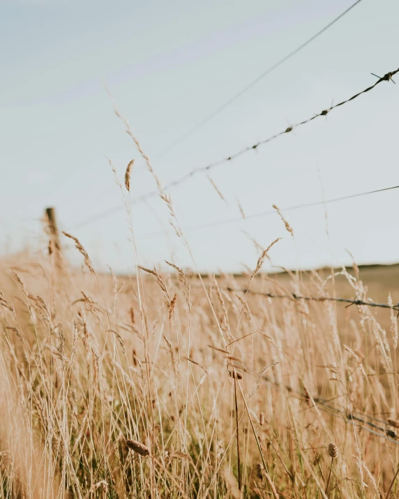 a field of tall grass next to a barbed wire fence, by Hannah Tompkins, trending on unsplash, low quality photo, golden grasslands, instagram story, background image