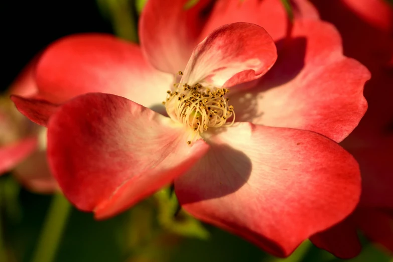 a close up of a red and white flower, pexels contest winner, pink sunlight, rose twining, paul barson, parks and gardens