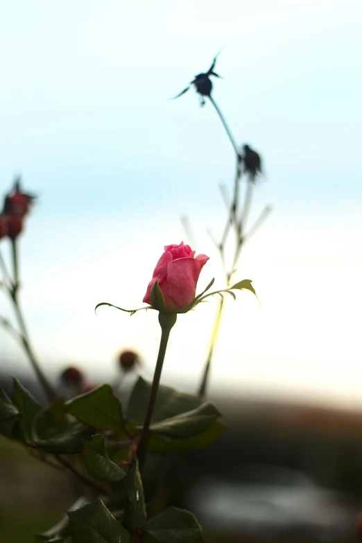 a close up of a flower with a blurry background, unsplash, romanticism, as the sun sets on the horizon, small red roses, various posed, slide show