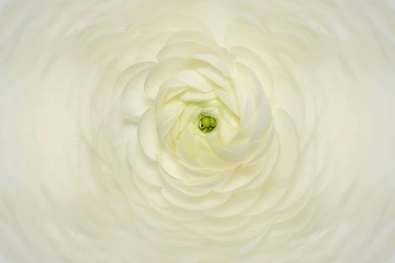 a close up of a white flower with a green center, an album cover, by Alison Geissler, pexels contest winner, arabesque, spiral, nimbus, white porcelain skin, 4k serene