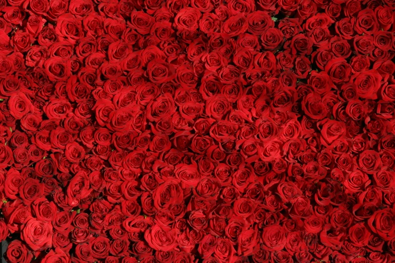 a close up of a bunch of red roses, by Aurél Bernáth, stereogram, dezeen, romantic mood, bangalore