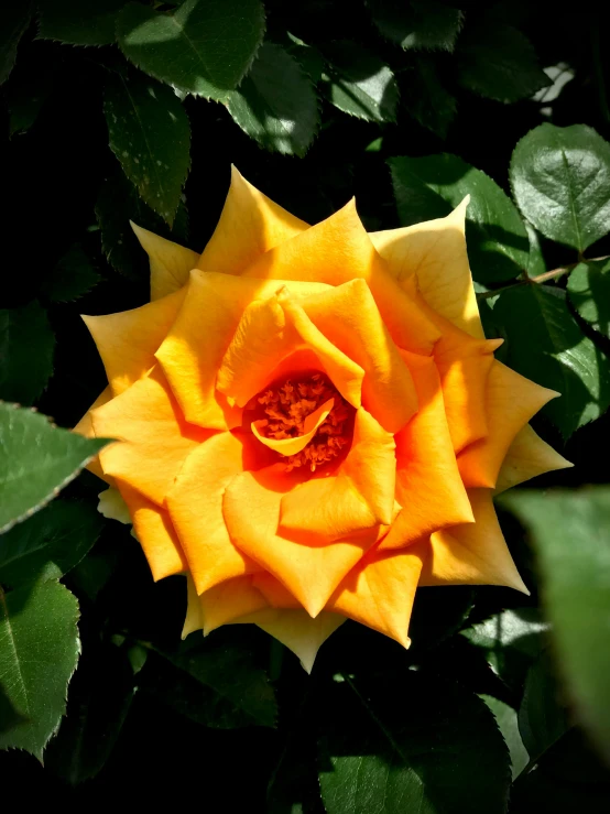 a close up of a yellow rose with green leaves, inspired by Jan Henryk Rosen, pexels, vibrant orange, a high angle shot, slide show, vista view