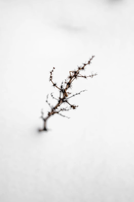 a plant that is sitting in the snow, postminimalism, vines and thorns, sharp focus », white bg, epic. 1 0 0 mm