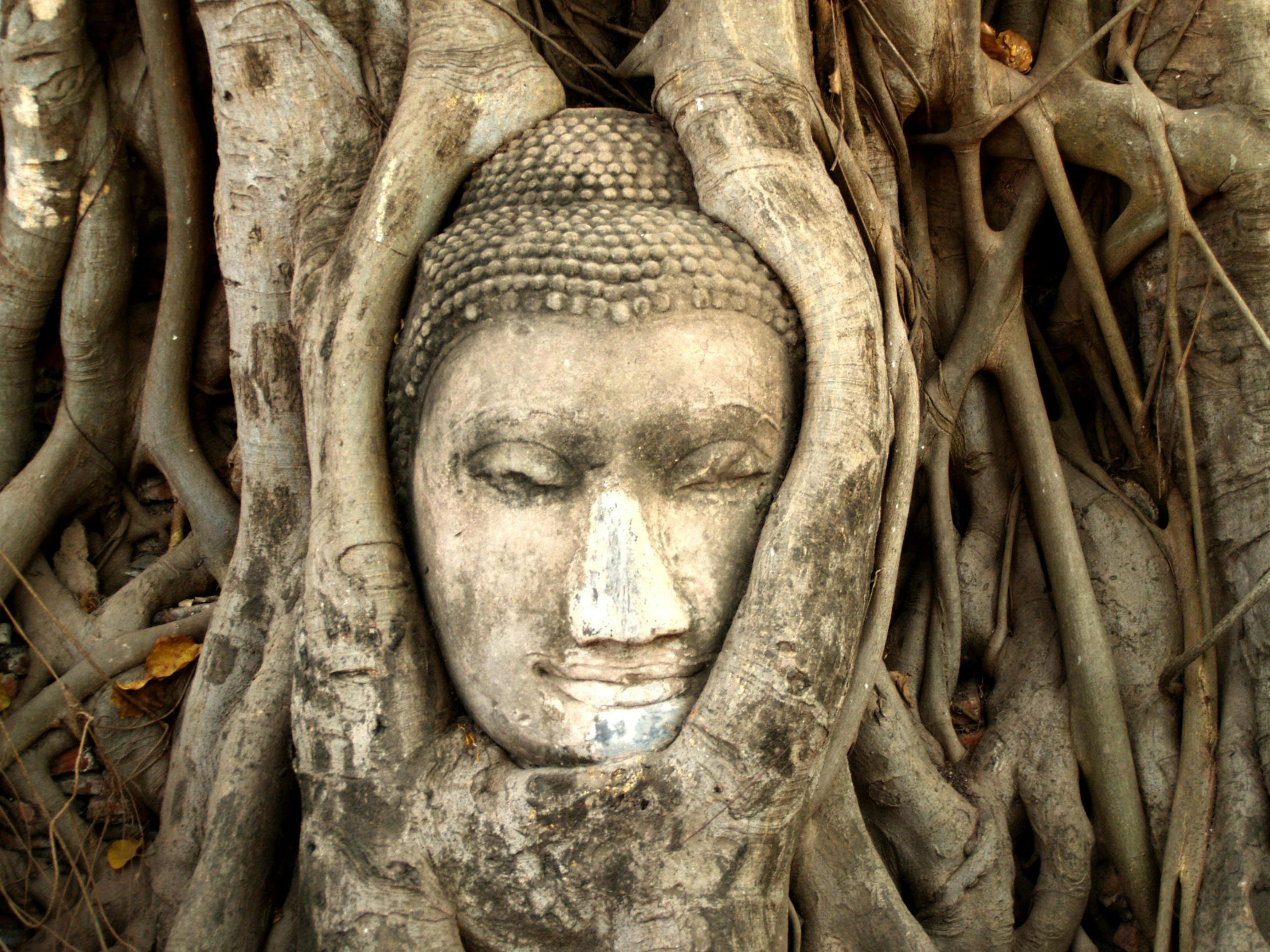 a buddha head in the roots of a tree, unsplash, renaissance, avatar image, bangkok, fan favorite, entwined bodies