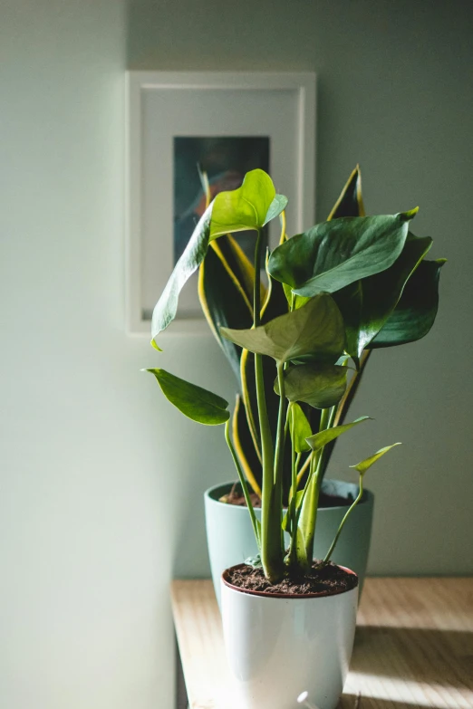 a potted plant sitting on top of a wooden table, inspired by Carpoforo Tencalla, lush greens, premium quality, tall thin, short spout