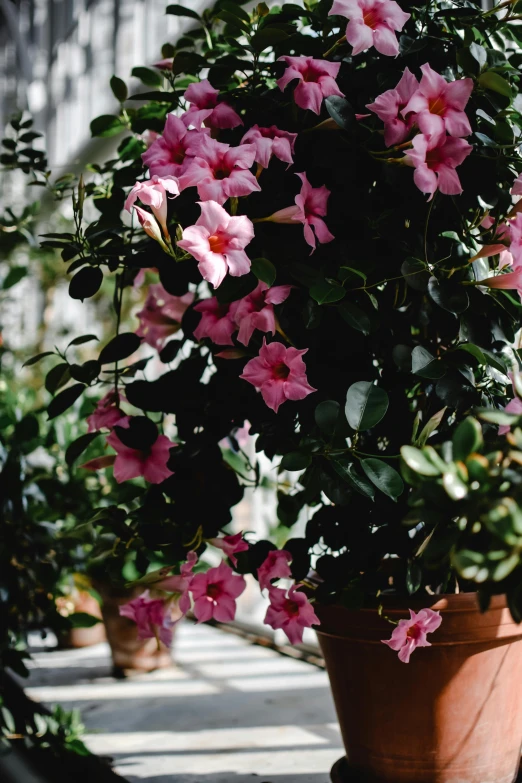 a potted plant with pink flowers on a porch, by Carey Morris, trending on unsplash, passion flower, in bloom greenhouse, with black vines, shot from cinematic