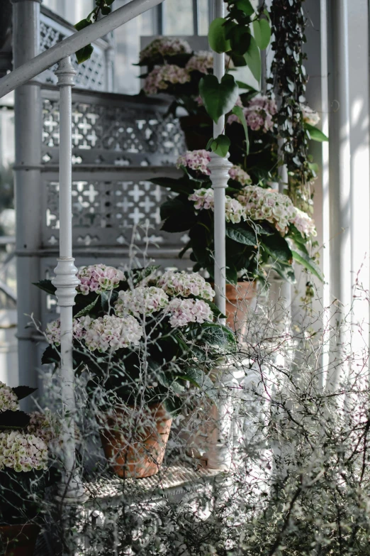 a bunch of potted plants sitting on top of a table, inspired by Cecil Beaton, rococo, in bloom greenhouse, large pillars, delicate soft hazy lighting, silver filigree details