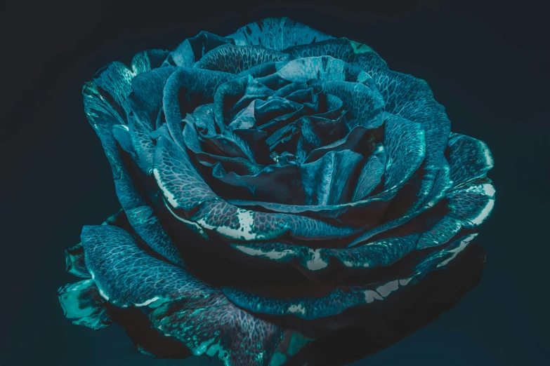 a close up of a blue rose on a black background, an album cover, inspired by Elsa Bleda, art photography, flume cover art, profile image