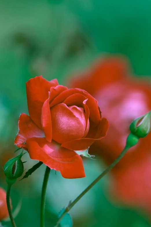 a group of red roses sitting on top of a lush green field, slide show, photograph, ornamental, william open