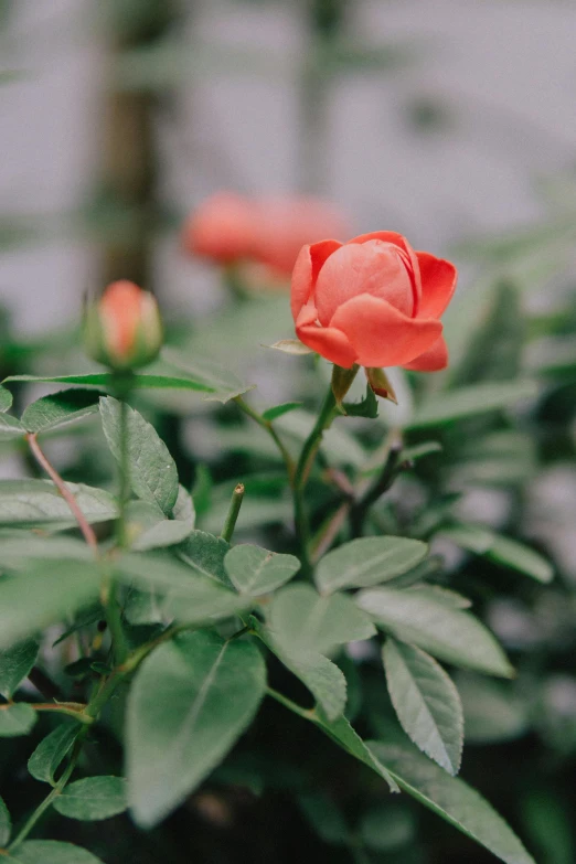 a close up of a flower on a plant, unsplash, small red roses, terracotta, in bloom greenhouse, smooth matte