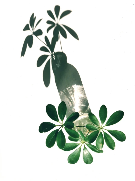 a bottle sitting on top of a table next to a plant, an album cover, by Maeda Masao, photorealism, clear silhouette, moringa oleifera leaves, trending on vsco, back - lit