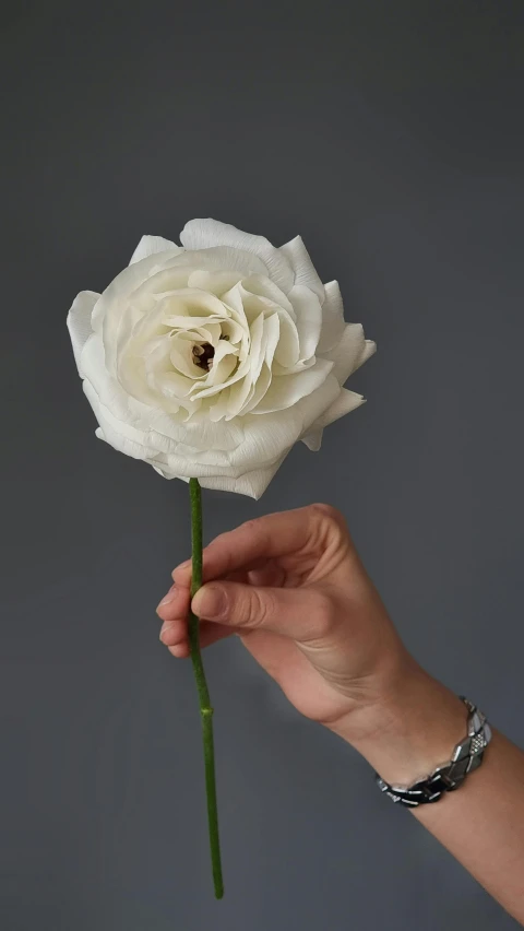 a person holding a white rose in their hand, bespoke, giant rose flower head, cream paper, product view