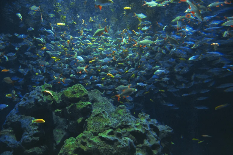 a large group of fish swimming in an aquarium, a screenshot, pexels contest winner, figuration libre, ground level shot, deep colour, shoreline, universal background