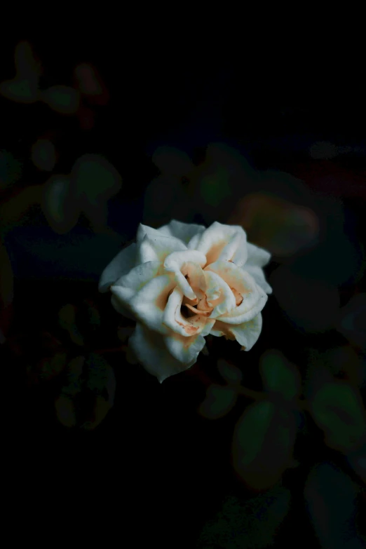 a single white rose in the dark, an album cover, inspired by Elsa Bleda, unsplash, slightly pixelated, porcelain skin ”, early evening, 2 4 mm iso 8 0 0 color