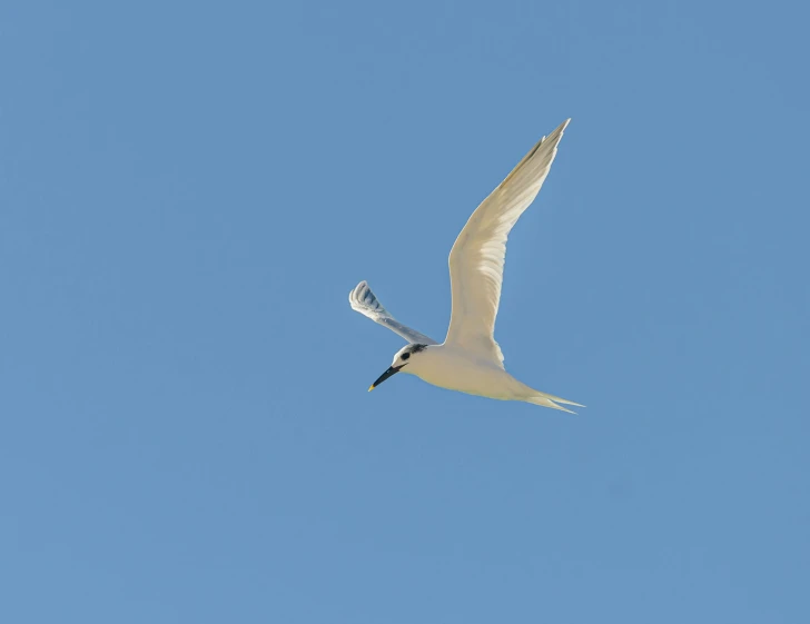 a white bird flying through a blue sky, a portrait, flickr, taken with sony alpha 9, new mexico, birdeye, tourist photo