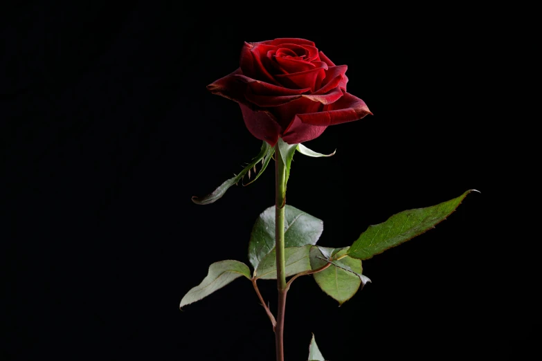 a single red rose on a stem against a black background, an album cover, pexels, profile image, various posed, low detailed, stacked image