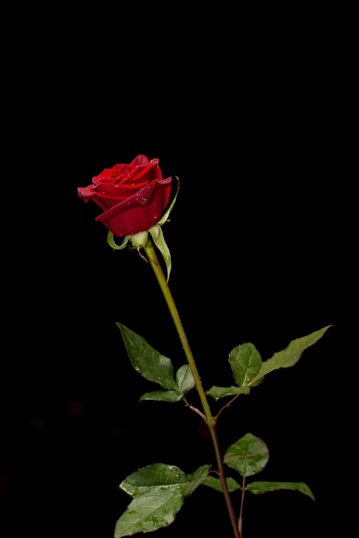 a single red rose against a black background, a digital rendering, pexels, istockphoto, upright, low iso, long