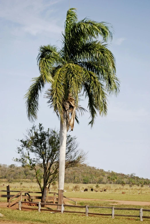 a couple of palm trees sitting on top of a lush green field, “ iron bark, hanging from a tree, wildscapes, dried palmtrees