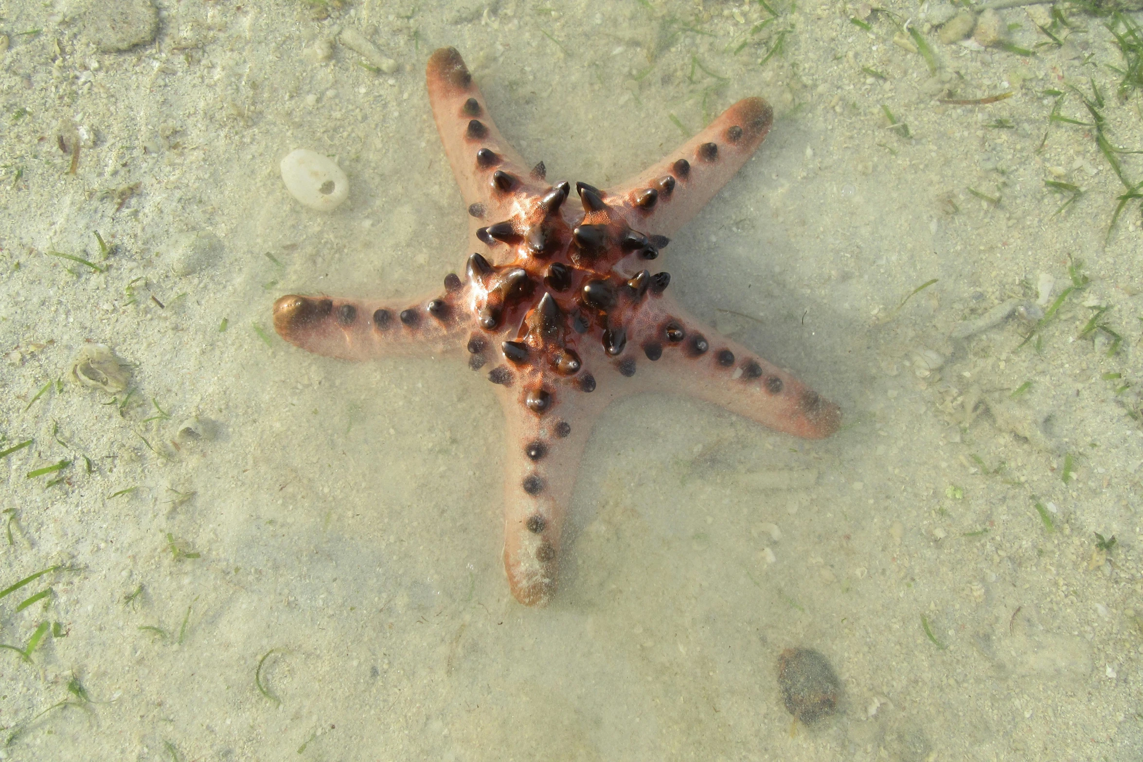 a close up of a starfish in the water, an album cover, by Elizabeth Charleston, pexels, hurufiyya, on ground, reddish, full front view, high - angle view