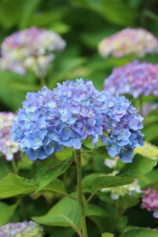 a bunch of purple and blue flowers with green leaves, deity of hydrangeas, in a medium full shot, ready to eat, large tall