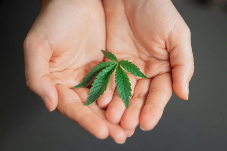 a person holding a marijuana leaf in their hands, by Julia Pishtar, male and female, high quality product image”