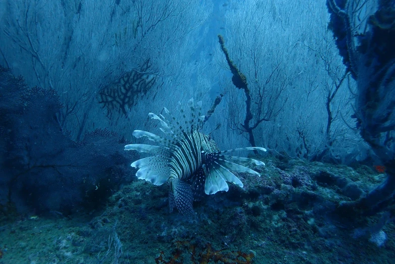 a close up of a fish on a coral reef, emerging from blue fire, lion fish, watery caverns, depth haze