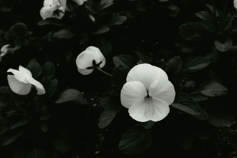 a black and white photo of some flowers, a black and white photo, unsplash contest winner, pale white face, lush garden leaves and flowers, taken in the late 2000s, minimal shading