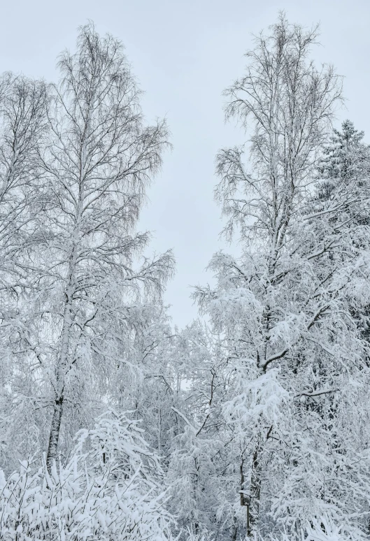 a group of trees that are covered in snow, by Veikko Törmänen, up-close, white snow, snow and ice, grey