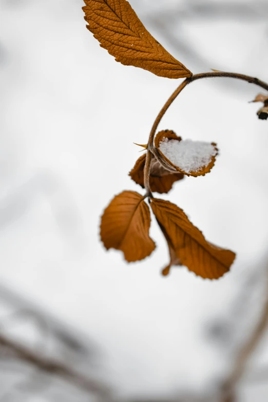 a close up of a leaf on a tree branch, an album cover, trending on pexels, cold snowy, high quality photo, brown, minn