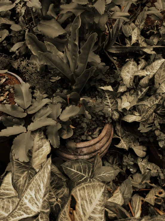 a group of potted plants sitting on top of a pile of leaves, inspired by Jacopo Bassano, tonalism, an eerie, muted brown, low quality photo, trap made of leaves