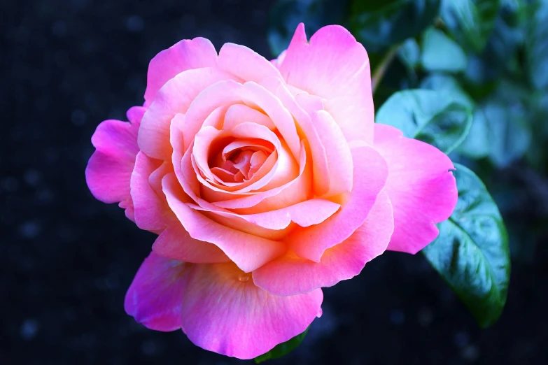 a close up of a pink rose with green leaves, by Robert Thomas, pexels contest winner, multi - coloured, manuka, heavenly glow, gardening