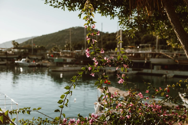 a large body of water with a bunch of boats in it, pexels contest winner, flowering vines, mina petrovic, harbour, afternoon light